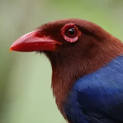 Canon Mirrorless Cameras><noscript><img width=