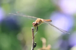 Canon Canon Eos Rf-S Mount><noscript><img width=