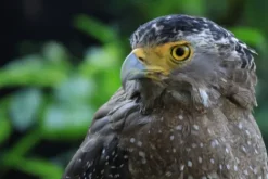 Canon Canon Eos Rf-S Mount><noscript><img width=