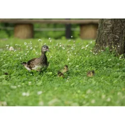 Canon Canon Eos Rf Mount><noscript><img width=