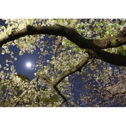 Canon Canon Eos Rf Mount><noscript><img width=