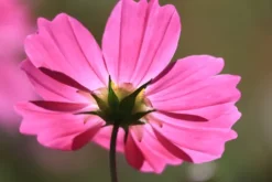 Canon Canon Eos Rf-S Mount><noscript><img width=