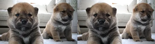 Canon Canon Eos Rf-S Mount>RF-S 7.8mm f/4 STM DUAL Lens