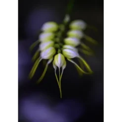 Nikon Nikon Z Mount><noscript><img width=