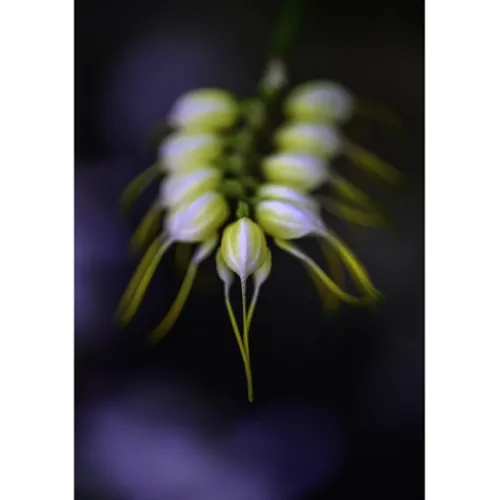 Nikon Nikon Z Mount>Z MC 105mm f/2.8 VR S Micro Lens