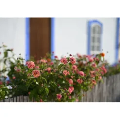 Nikon Nikon Z Mount><noscript><img width=