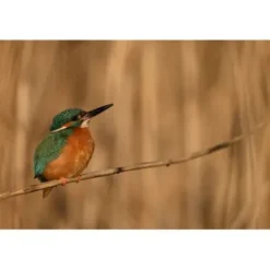 Nikon Nikon Z Mount><noscript><img width=