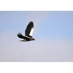 Nikon Nikon Z Mount><noscript><img width=