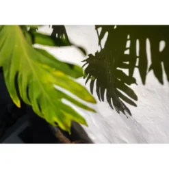 Panasonic Mirrorless Cameras><noscript><img width=