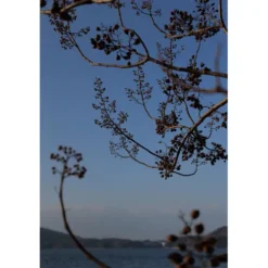 Panasonic L-Mount Alliance Lenses><noscript><img width=