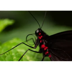 Panasonic L-Mount Alliance Lenses><noscript><img width=