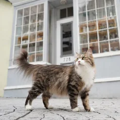 Sony Sony E-Mount><noscript><img width=