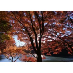 Sony Sony E-Mount><noscript><img width=