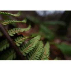 Sony Sony E-Mount><noscript><img width=