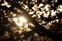 Tamron Nikon Z Mount><noscript><img width=